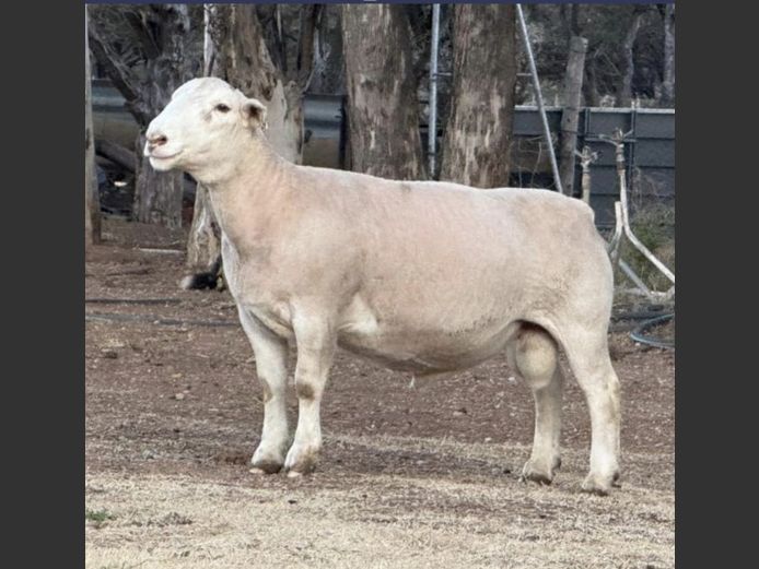 Ram | GJ Lötter