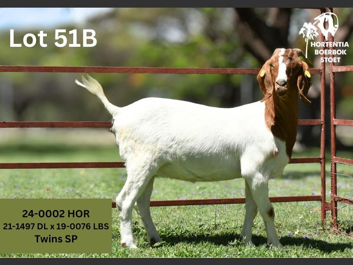 24-0002HOR | HORTENTIA BOERBOK STOET