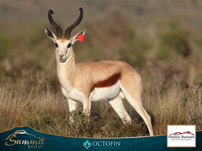17 4/8" SPRINGBOK RAM - 53kg