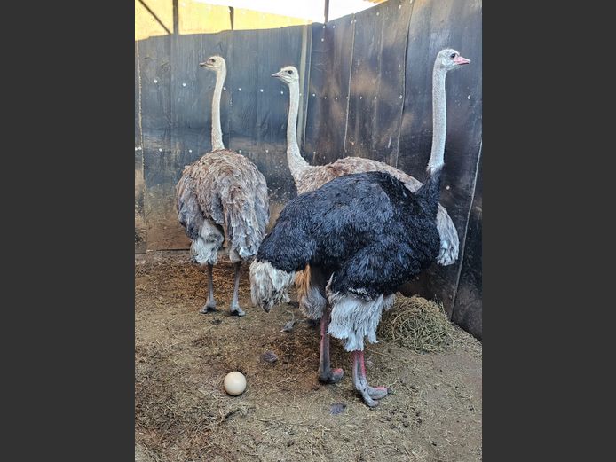 OSTRICHES | HIGHLAND