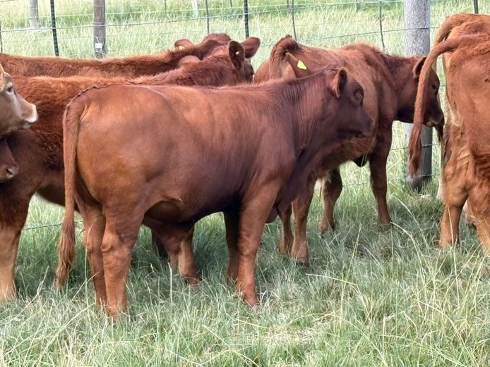 Intact Bull Calves | Tweeddale Farming