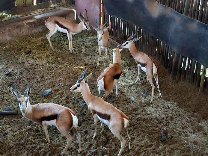 SPRINGBOK | HELICON