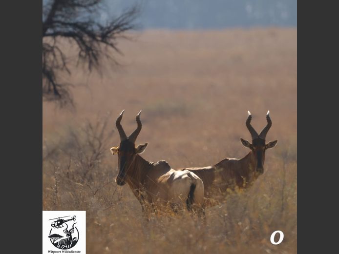 ROOIHARTBEES | WITPOORT WILDDIENSTE