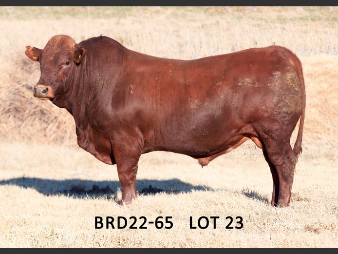 BRD 220065 | DIEPFONTEIN TRUST