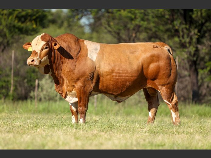 DM231202 | KAMAB SIMBRA