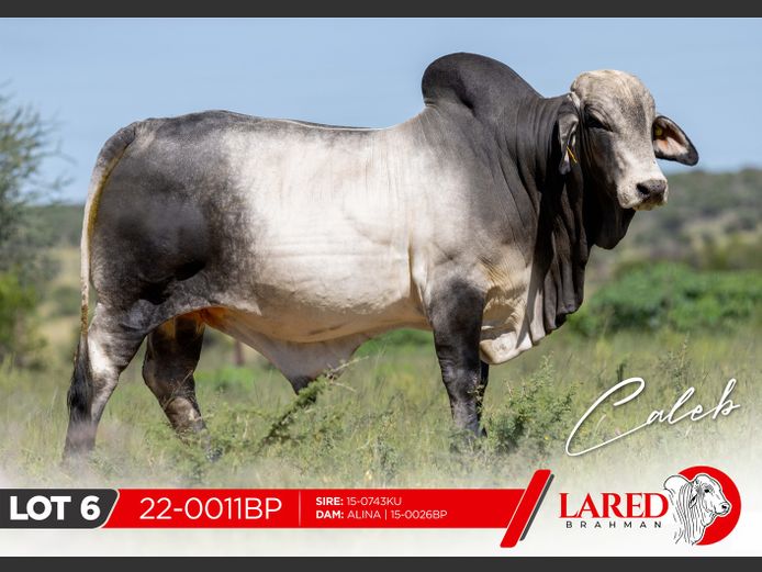 22-0011BP | LARED BRAHMAN