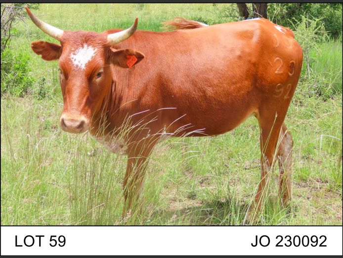 JO 230092 | O.T. JANNASCH