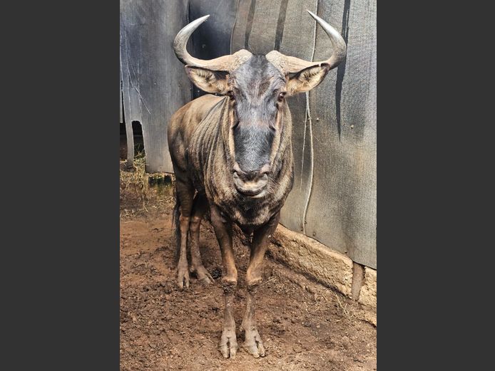 BLUEWILDEBEEST | FOREVER RESORT