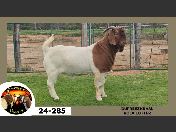 24-285  |  Kola Lotter - DuPreezKraal