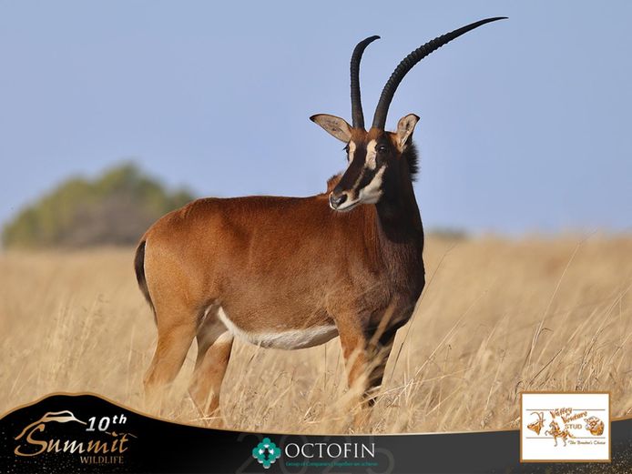 32" Sable Cow with 55 2/8" SummerTime Bull Calf