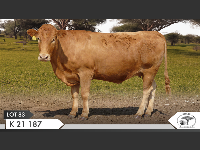 K 210187 | KOPERKOP HUGENOOT STOET