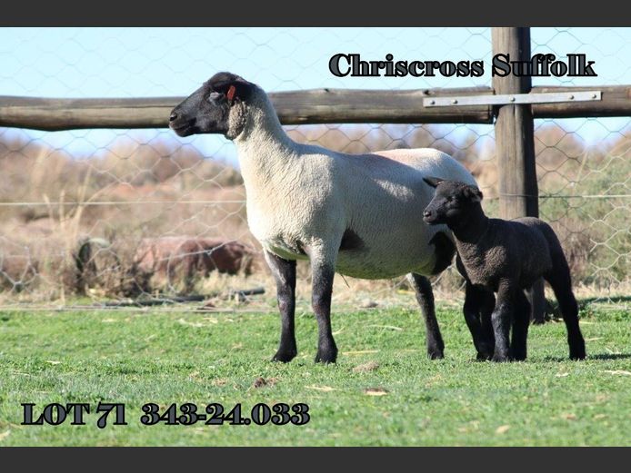343 240033 | CHRISCROSS SUFFOLKS