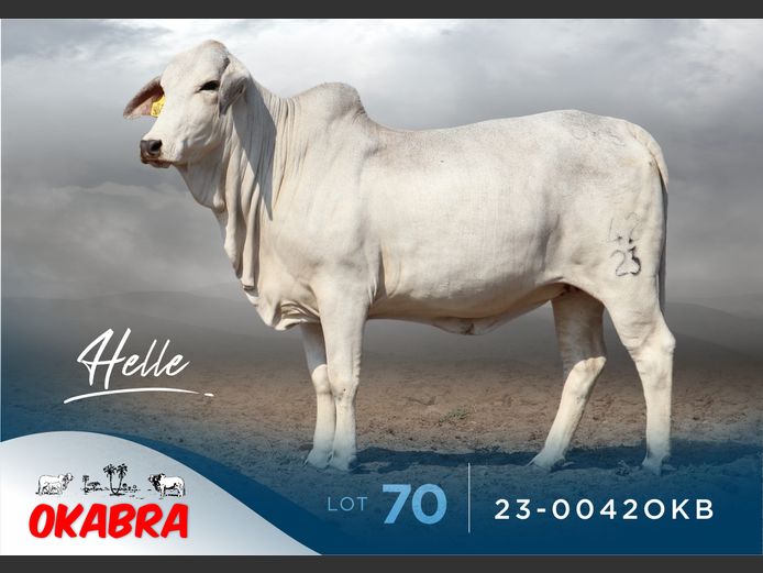 23-0042OKB | OKABRA BRAHMANS