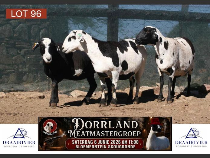 JW21-0434 | Draairivier Boerdery