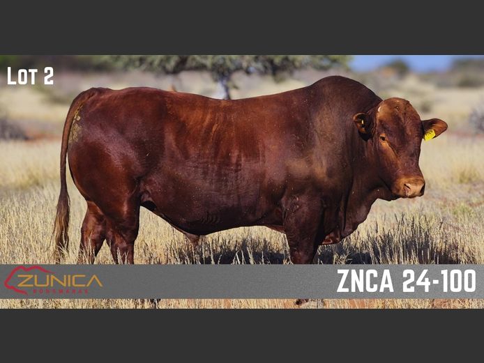 ZNCA230100HH(c) | N.J. VAN HEERDEN