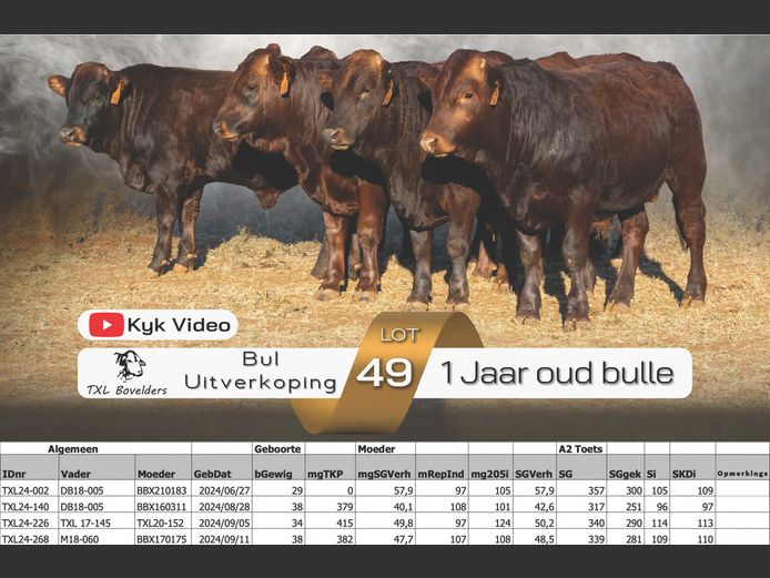 1 YEAR OLD BULLS