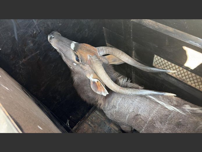 Nyala Bul
