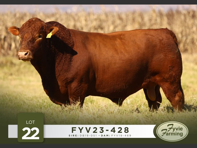 FYV23-428 | Fyvie