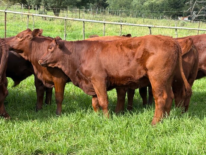 Mixed (5M & 9F) | Burrows Farming