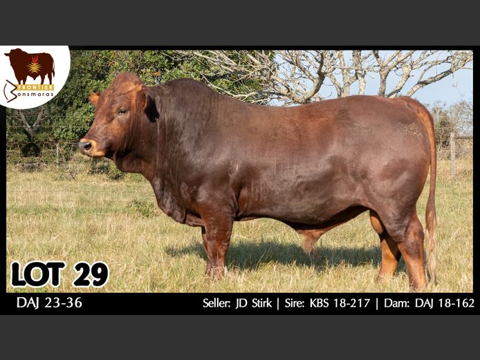 DAJ 230036 | J.D. STIRK