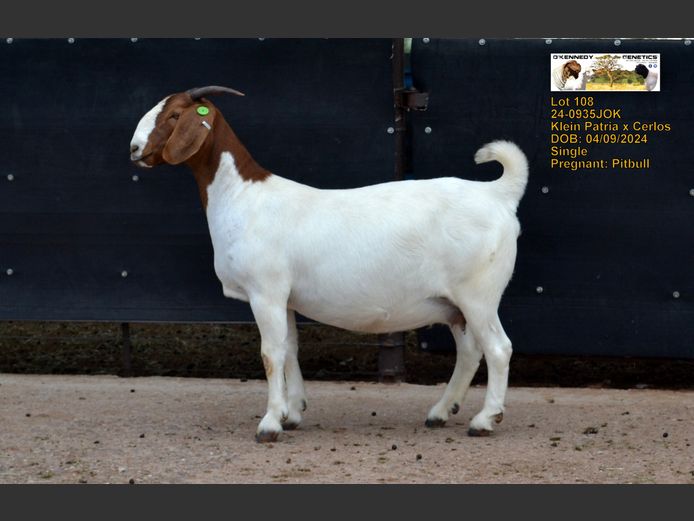 24-0935 JOK | O'KENNEDY GENETICS