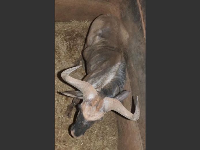 BLUE WILDEBEEST