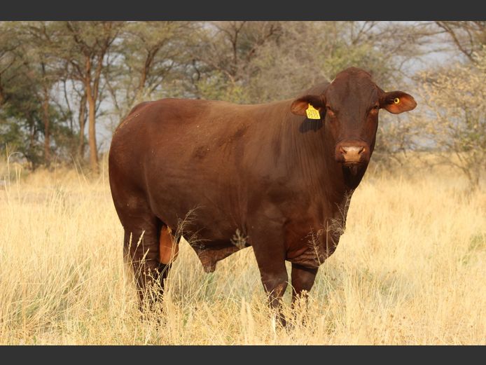 22-0053WOE | OBELIX SANTA GERTRUDIS