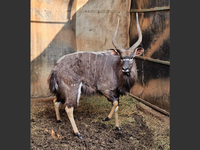 NYALA | KOLOBE WILD