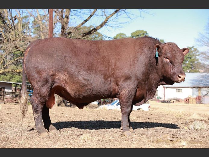 LAM21COM | BULL'S RUN SUSSEX STUD