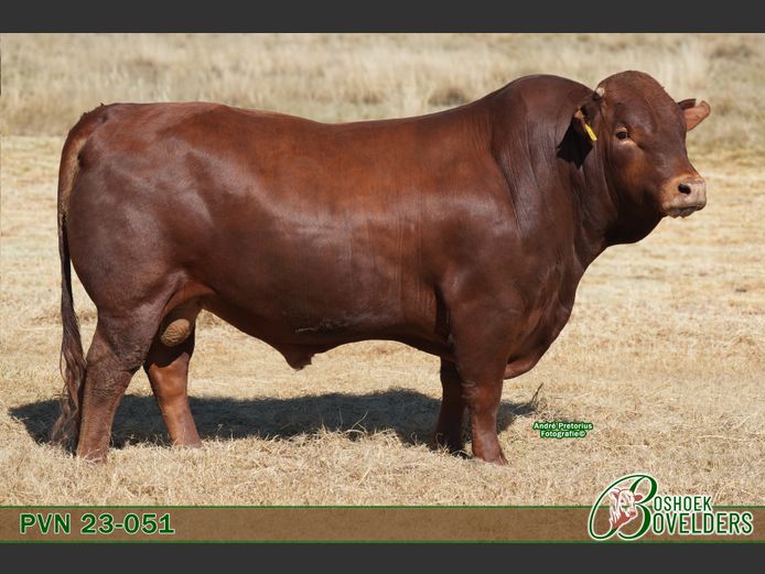 PVN230051 | Boshoek Bovelders