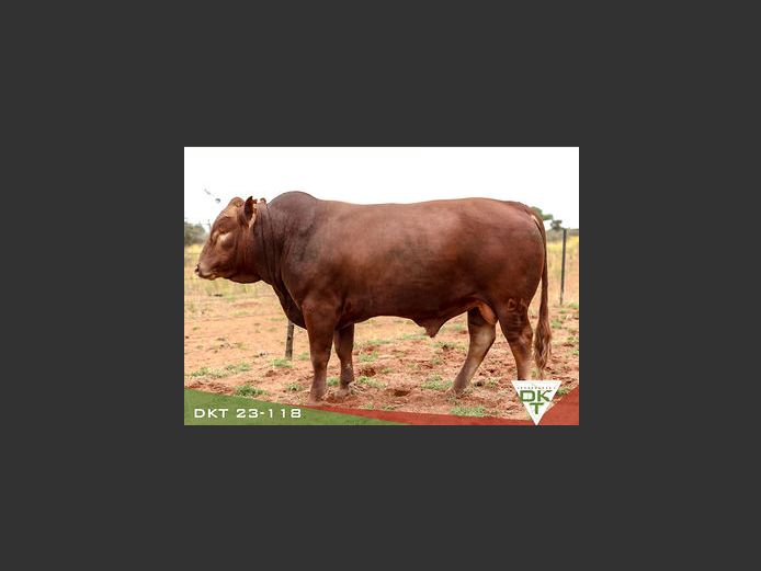 DKT 230118 | DKT BONSMARA