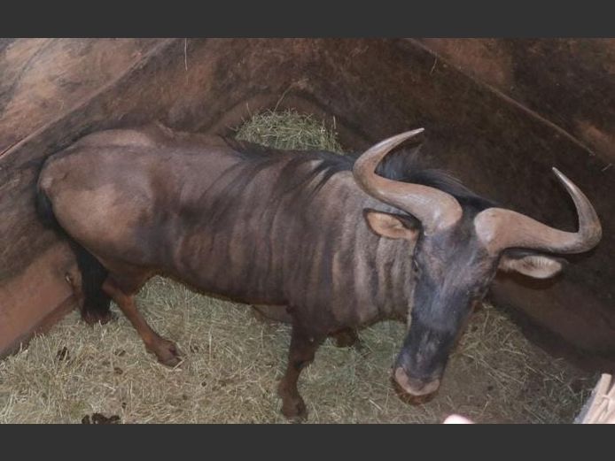 BLUE WILDEBEEST