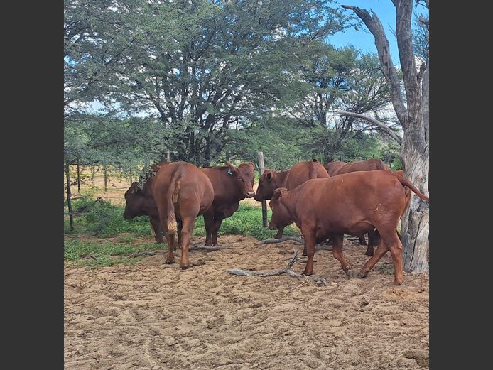 Commercial Animals | Denbot Bonsmaras