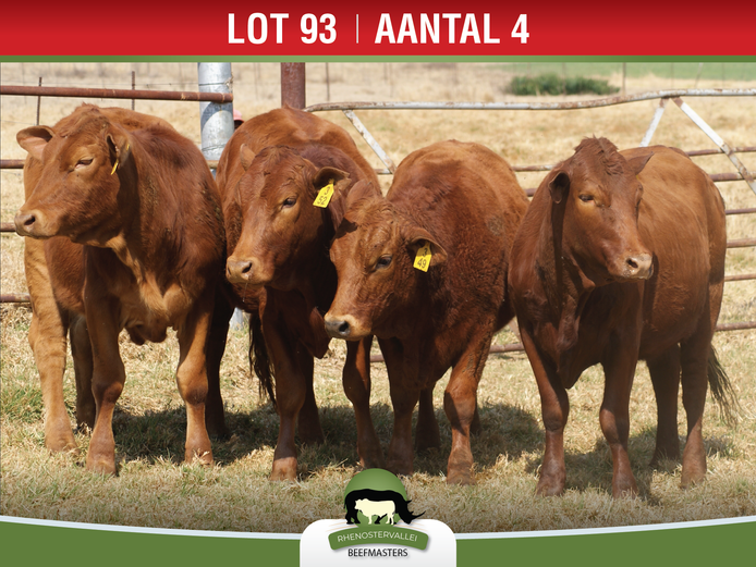 Commercial Animals | Rhenostervallei Beefmasters
