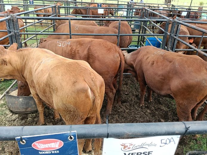 Commercial Animals | Zandfontein Cattle