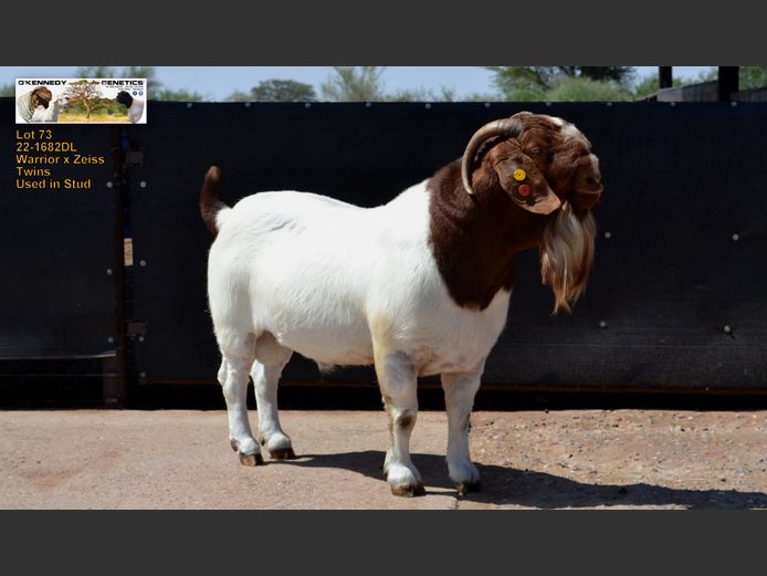 22-1682 DL | O'KENNEDY GENETICS