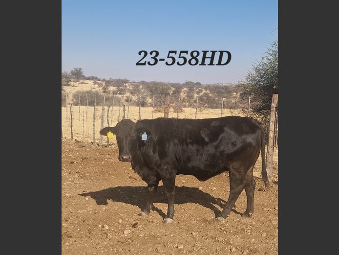 23-0558HD | MECKLENBURG BLACK ANGUS