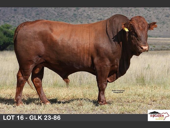 GLK 230086 | KRUGER GLEN BONSMARAS