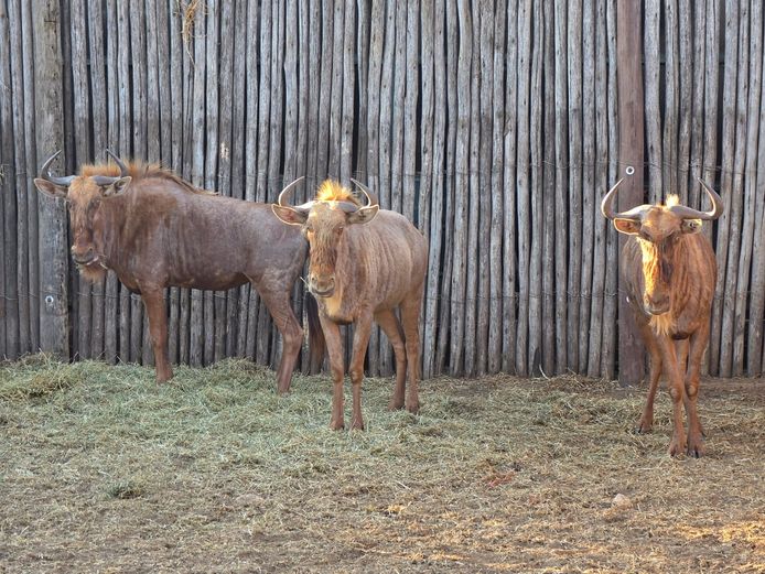 GOUE WILDEBEES | HUNT AGAINST HUNGER