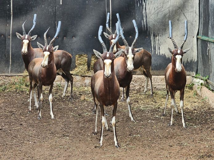 BLESBUCK | BIRKEN VERVOER