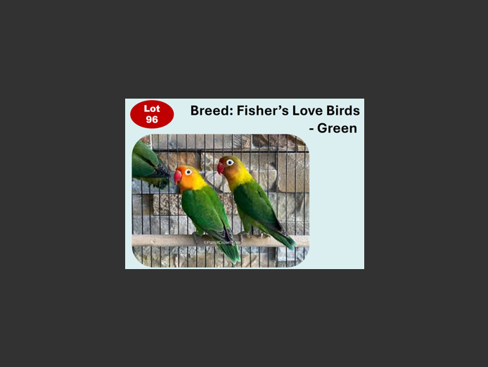 FISHER'S LOVE BIRDS - GREEN | ANNUAL MYTILUS AND ELOFF