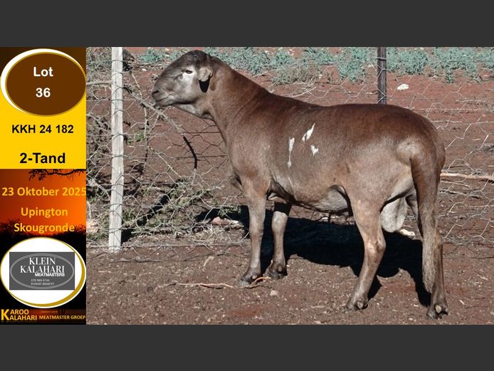 KKH 24.182 | Tommy Bissett - Klein Kalahari Meatmasters