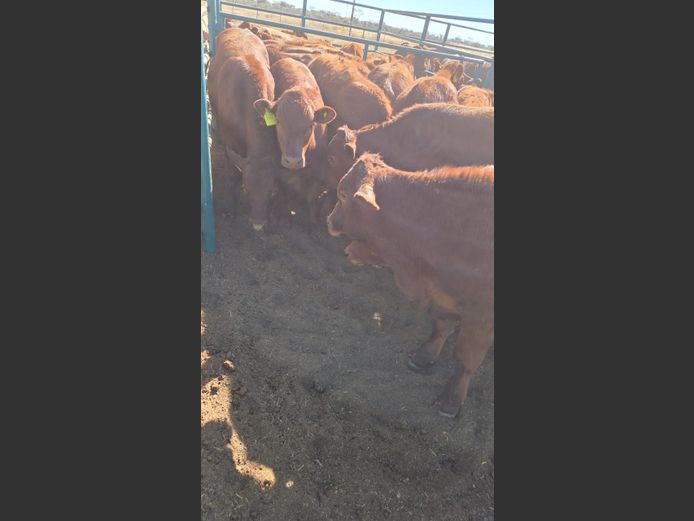 AGRA GOBABIS WEANER AUCTION