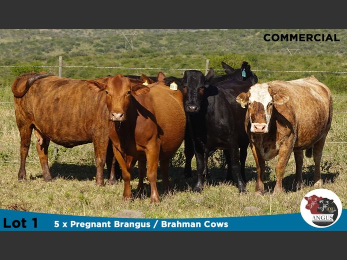 Commercial Females | Knott Farming