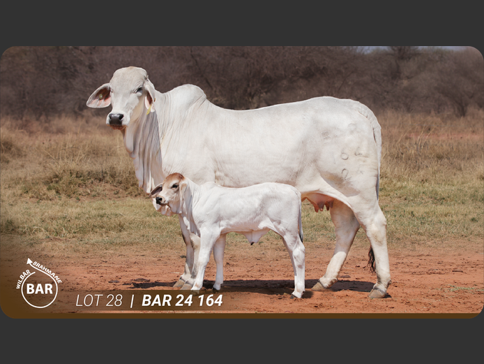 BAR24164 | BARNARD WJ