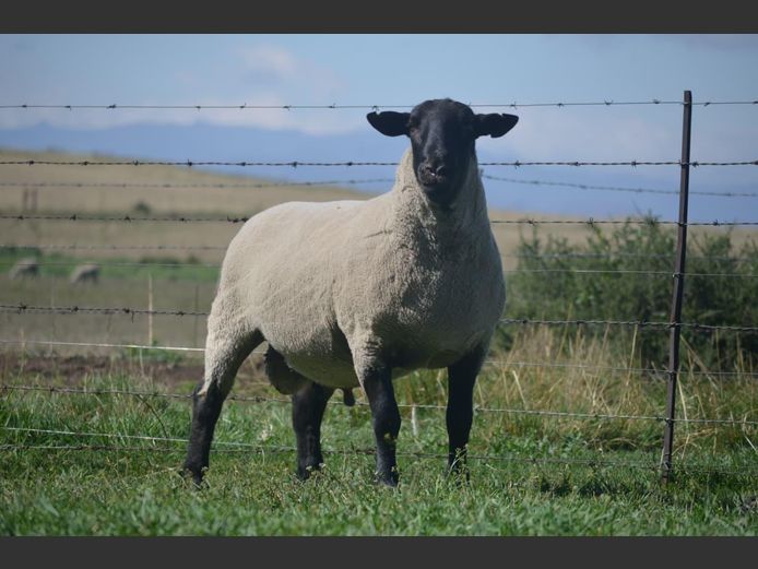 301 240111 | TWEESEUNS