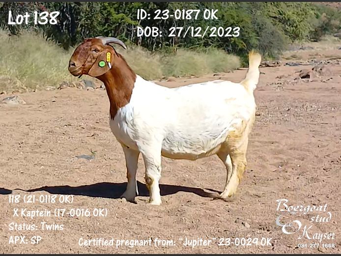 23-0187 OK | Kayser Boergoat Stud
