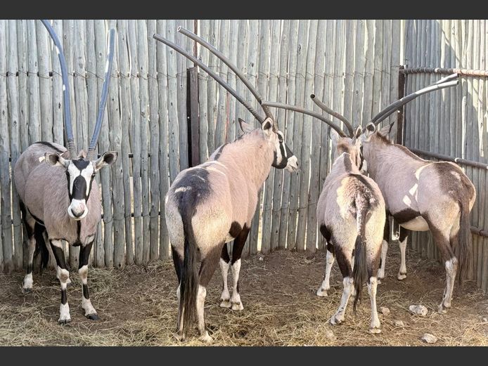 Gemsbokke Volwasse