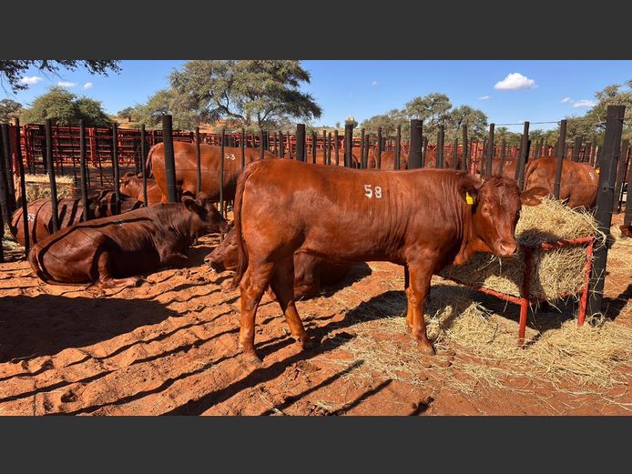 COMMERCIAL FEMALES | HARTEBEESTLOOP BONSMARA
