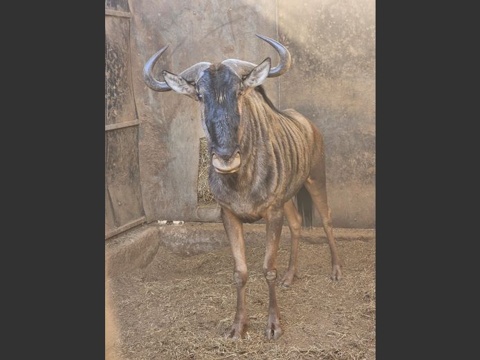 BLUE WILDEBEEST | KRUISRIVIER